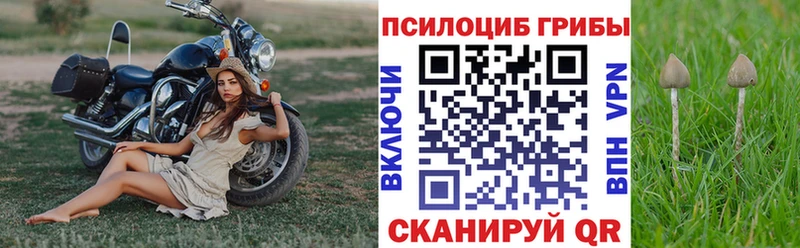 Купить где  Магас  Галлюциногенные грибы прущие грибы 